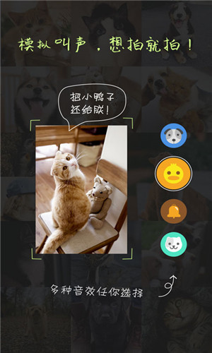 萌宠相机安卓版