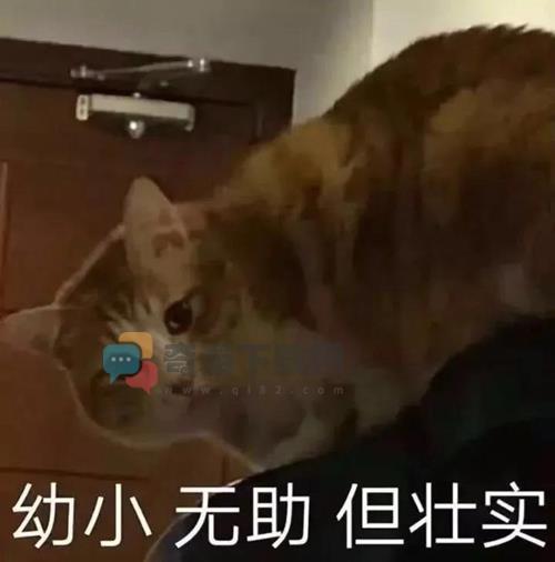 幼小无助但壮实表情包 幼小无助但壮实高清无水印大图下载