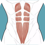 跟我练腹肌最新版