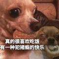 猪瘾犯了表情包