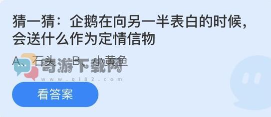 企鹅在向另一半表白的时候会送什么作为定情信物