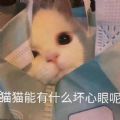 小猫咪能有什么坏心眼呢表情包